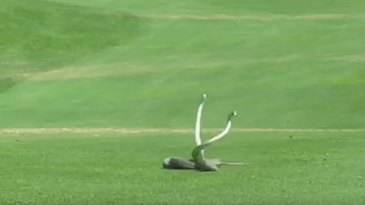 Dos manbas negras se pelean en un campo de golf