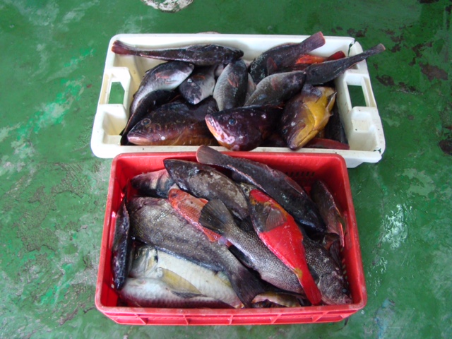 Incautación de pesca ilegal