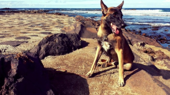 Nitro, perro de la Unidad Canina de la Policía Local de Las Palmas de Gran Canaria