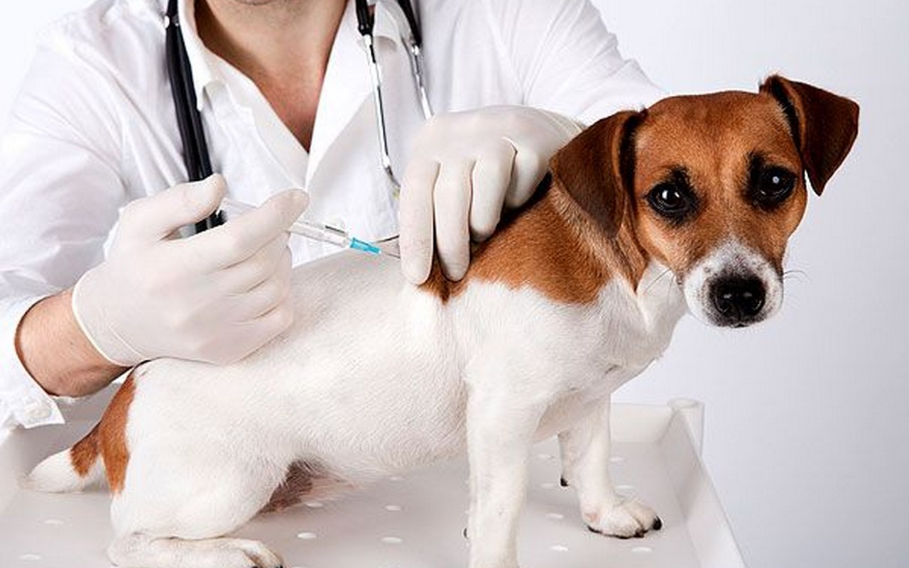 Vacunación antirrábica a un perro
