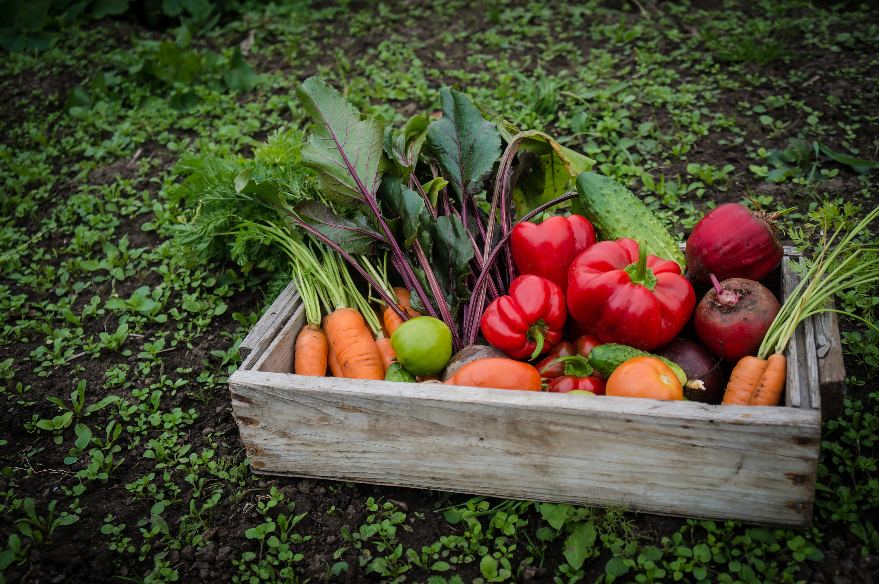 Verduras en un cesta en el campo