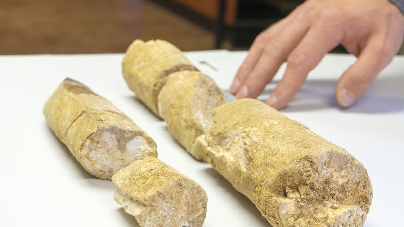 Restos de elefante prehistórico encontrado en Palencia