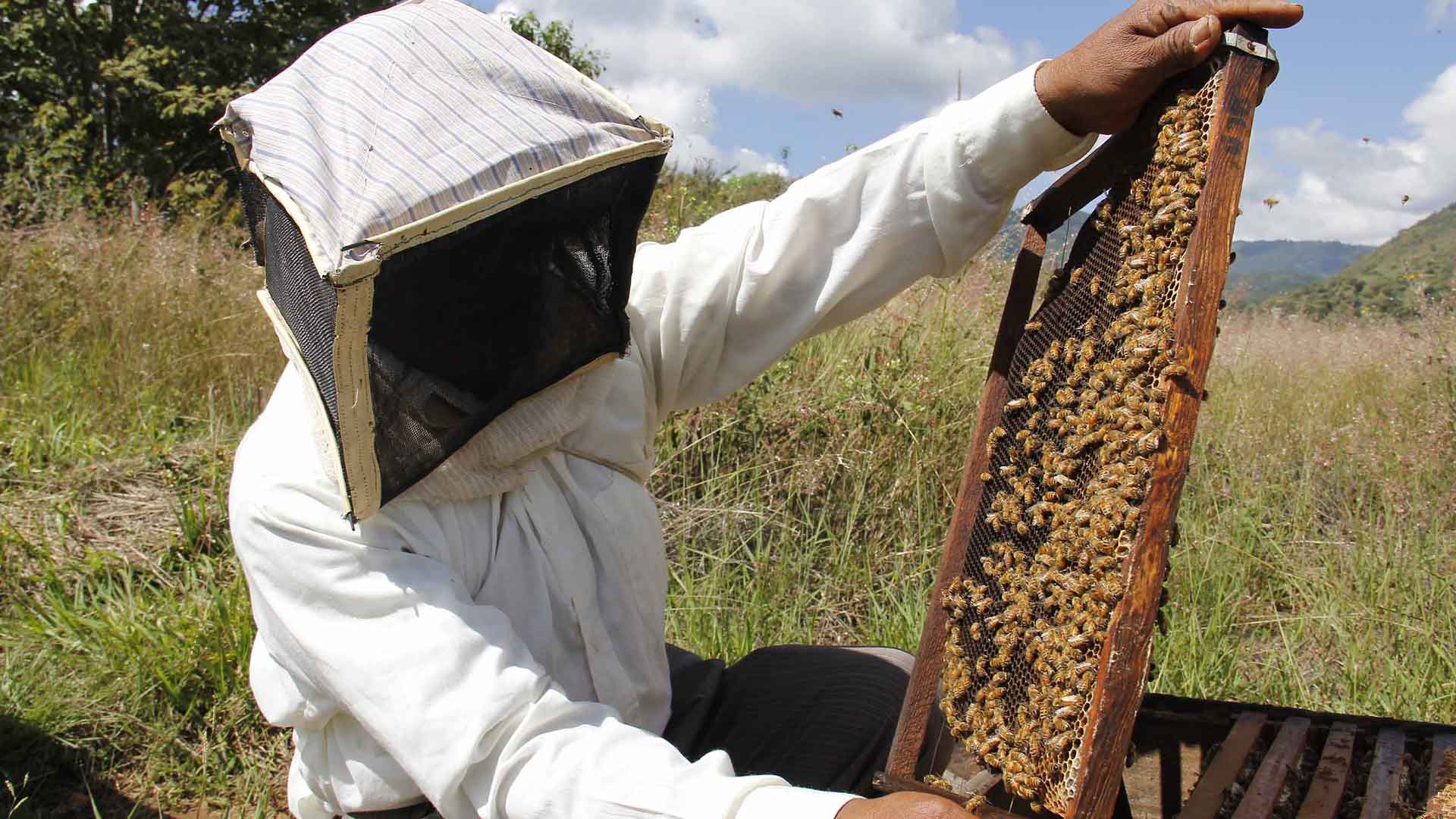 Un apicultor con panal de abejas