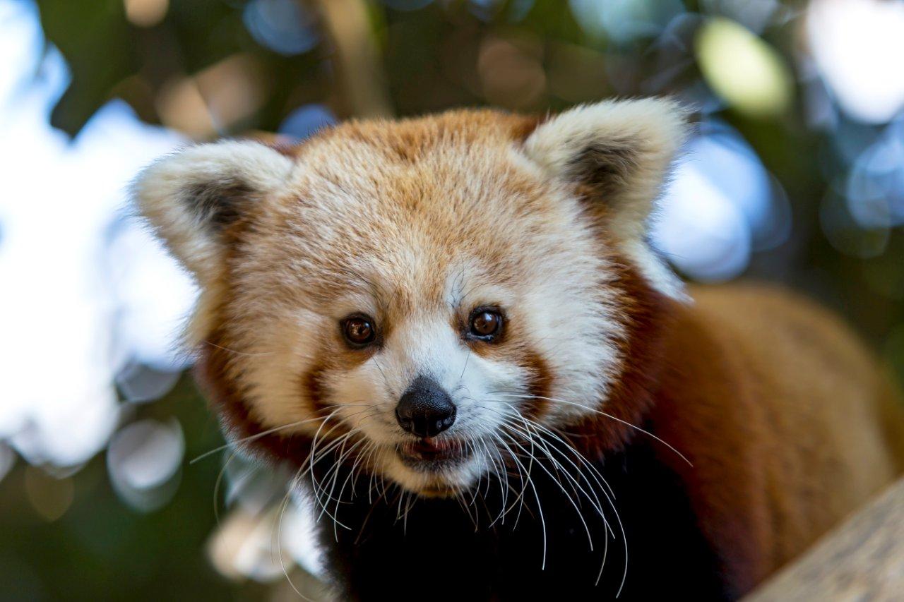 Loro Parque celebra el Día Internacional del Panda Rojo | Canarias Noticias