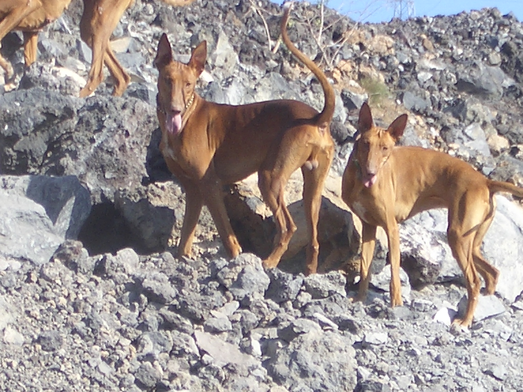 Perros cazadores. Fuerteventura