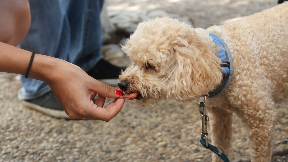 Perro comiendo