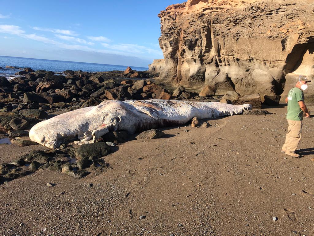 Cachalote muerto que varó en la playa Medio Almud en Mogán. Gran Canaria