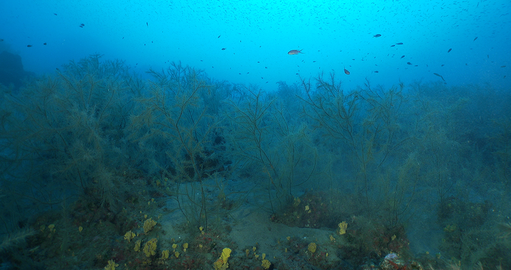 Bosques de coral negro en Lanzarote / Elodie Turpin