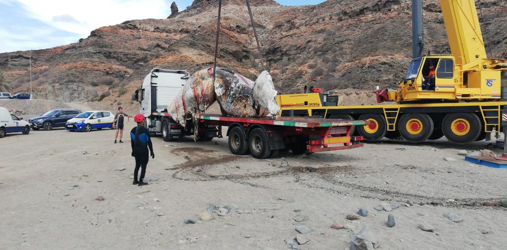 Cachalote muerto que varó en la playa Medio Almud en Mogán. Gran Canaria