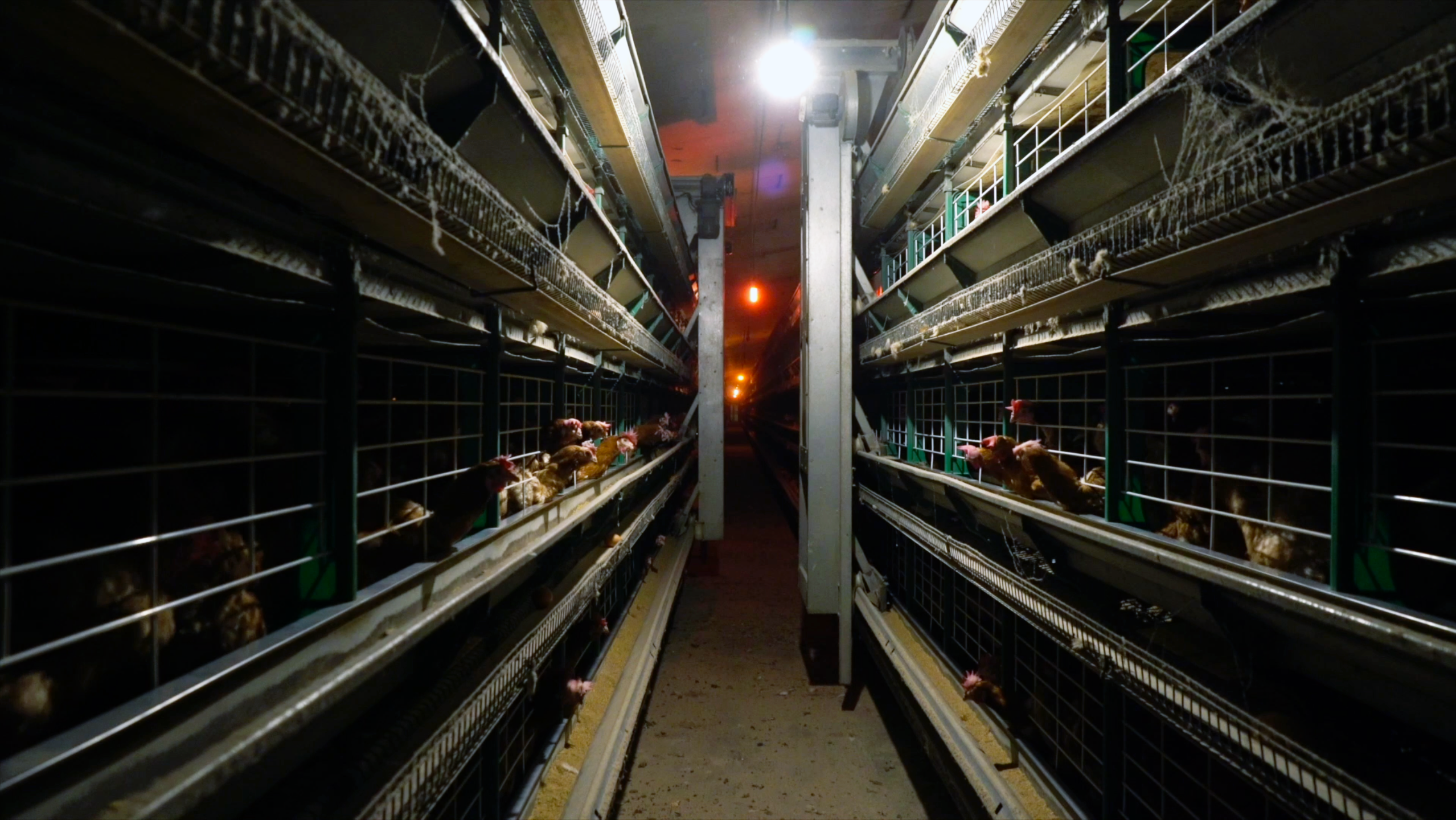 Denuncian el horror en una granja de gallinas enjauladas / Equalia  