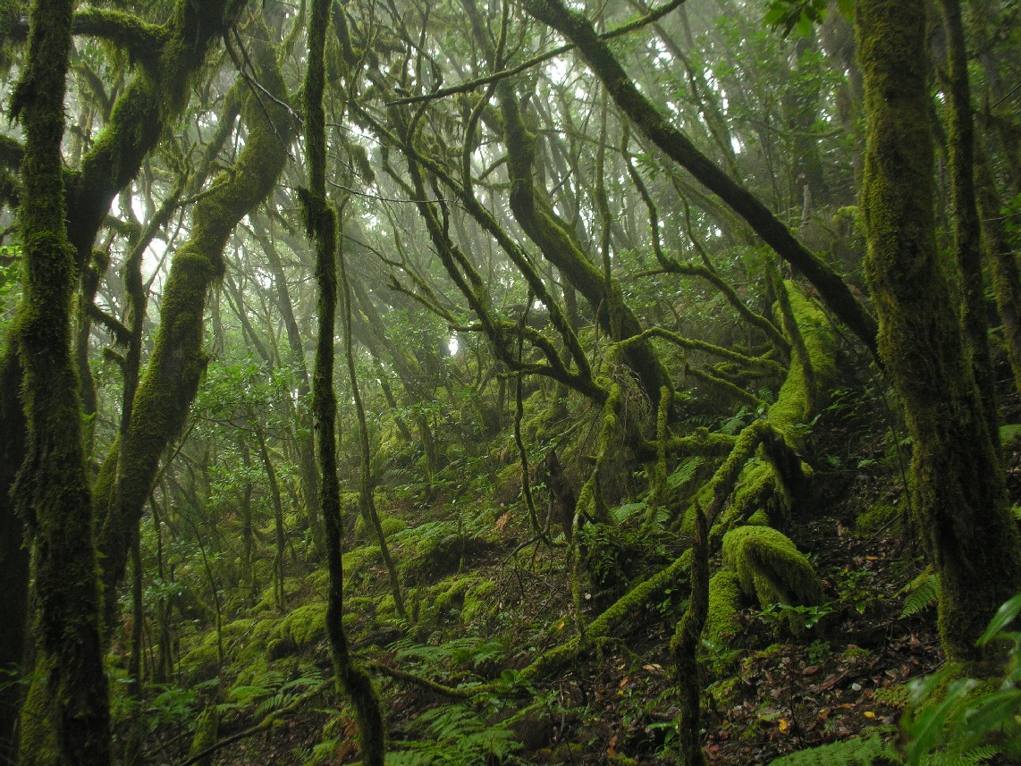 Reservas de la Biosfera de Canarias / CanariasNoticias.es