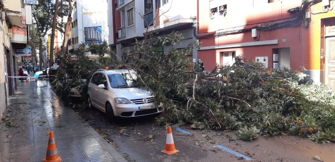 Calle La Naval. Caída de árbol/ canariasnoticias