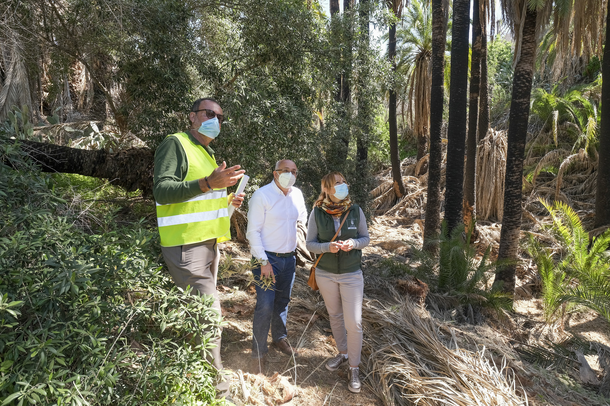 El Cabildo de Gran Canaria limpiará las palmeras y barrancos para prevenir incendios / CanariasNoticias.es