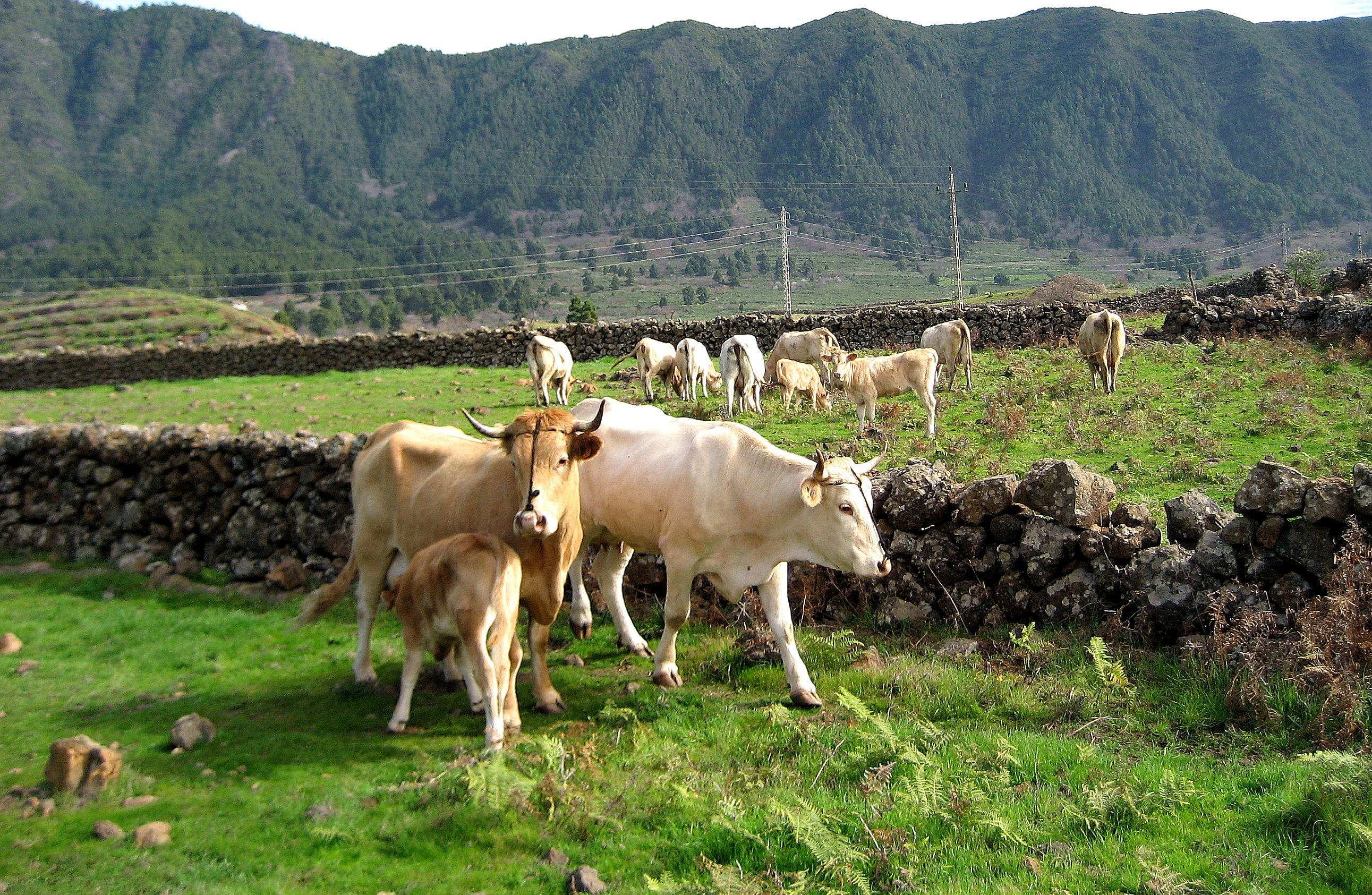 Vacas de raza palmera / CanariasNoticias.es