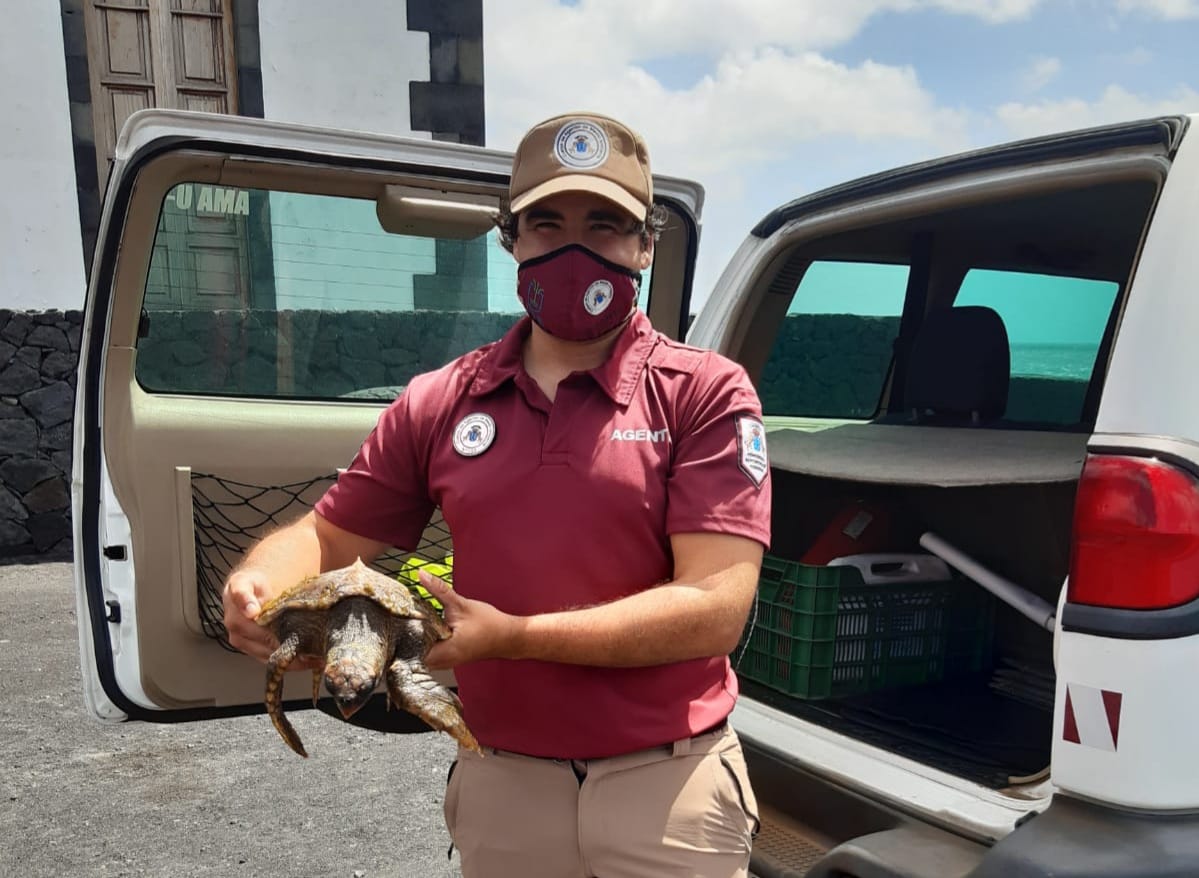 Tortuga rescatada. Fuencaliente. La Palma/ canariasnoticias