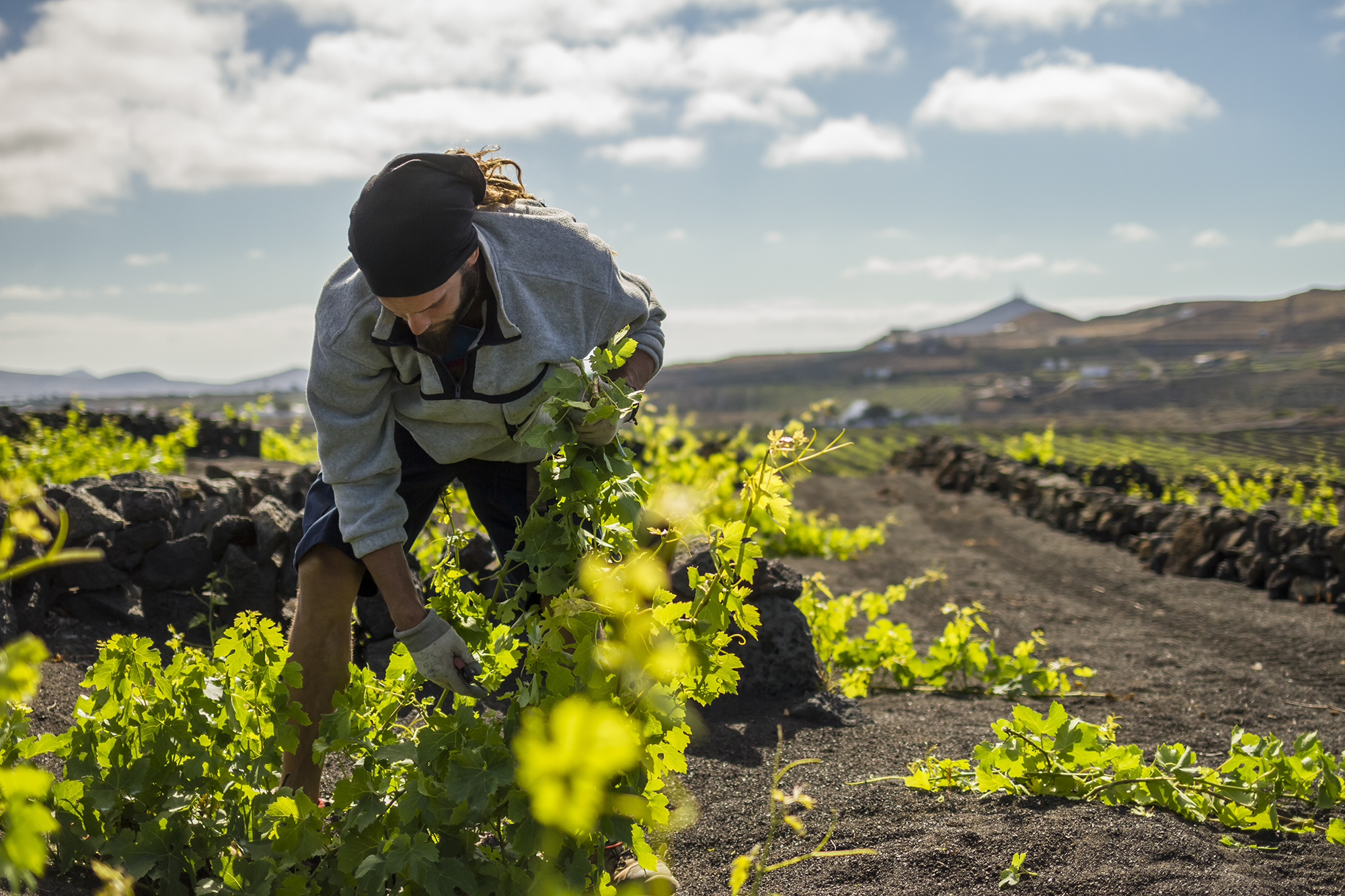 Trabajador de Bodegas El Grifo. Lanzarote