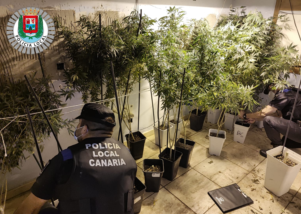 La Policía Local de Las Palmas de Gran Canaria interviene 25 plantas de marihuana / CanariasNoticias.es