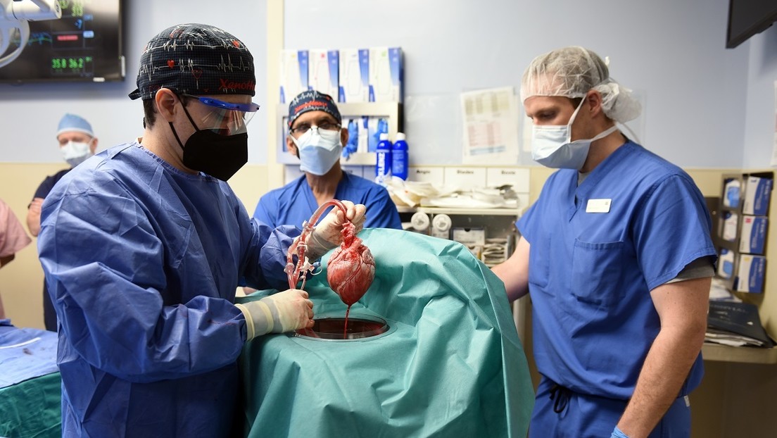 Cirujanos muestran un corazón de cerdo para el trasplante
