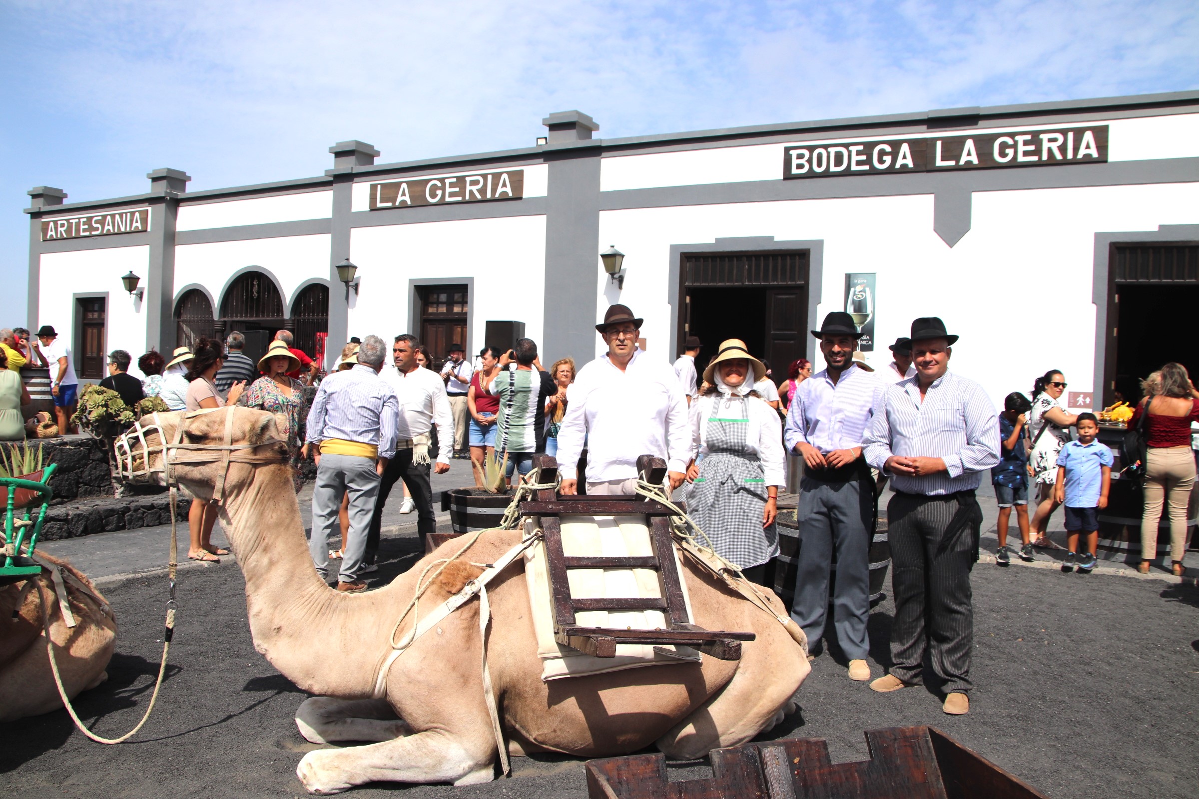 Vendimia tradicional con camellos en La Geria (Lanzarote) / CanarisaNoticias.es