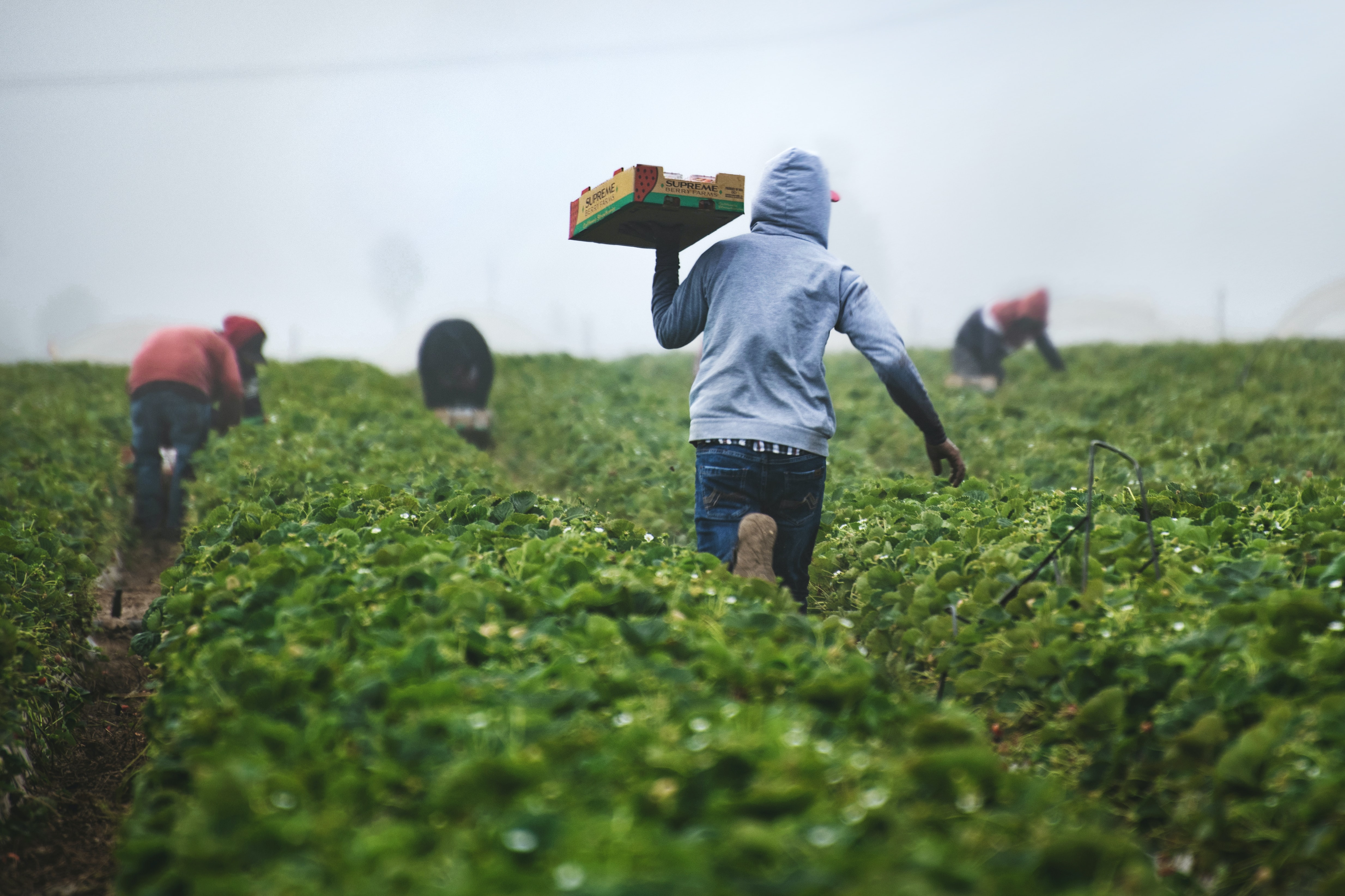 Trabajadores en el campo