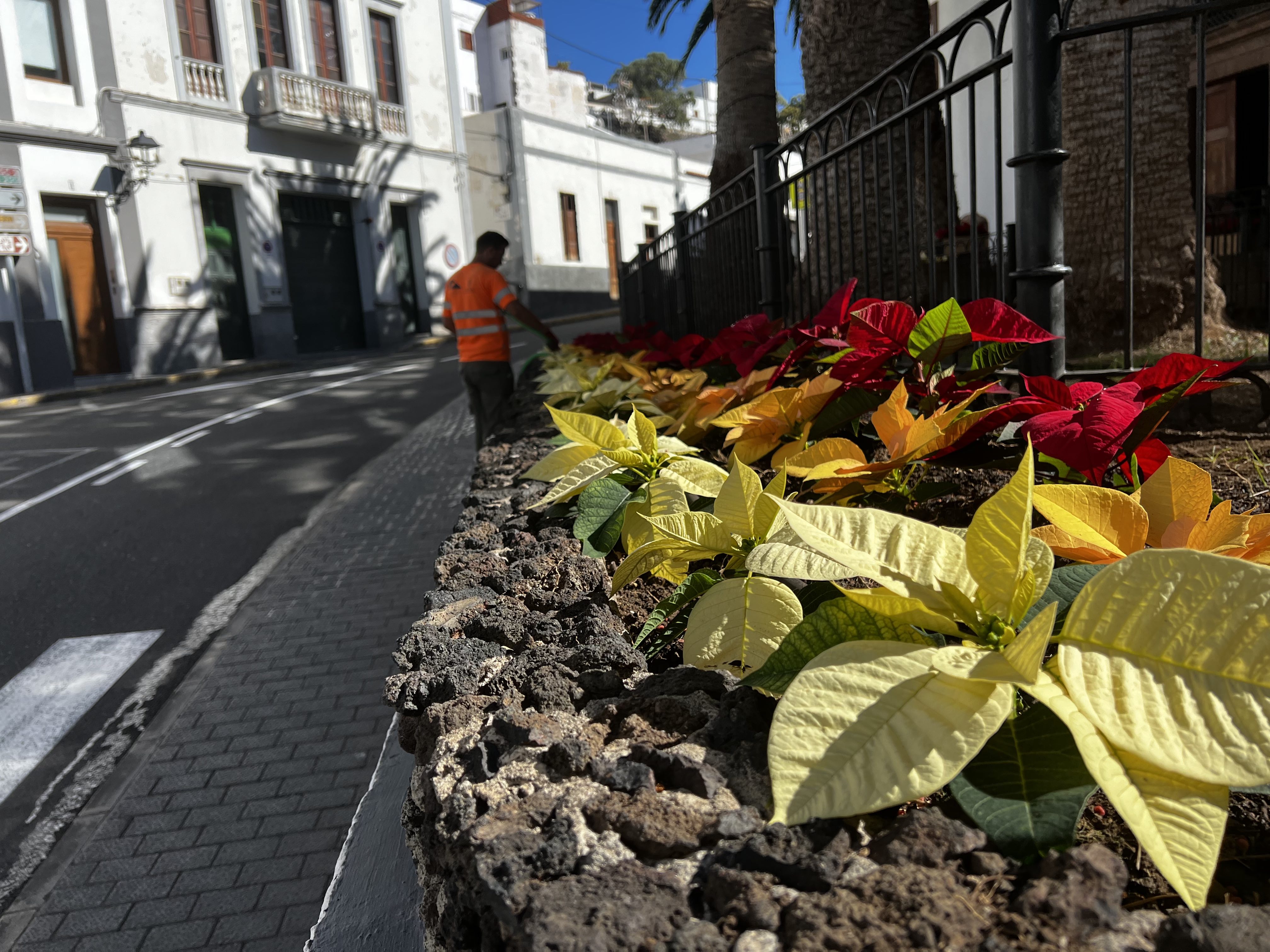 Flores de pascua en Agaete / CanariasNoticias.es