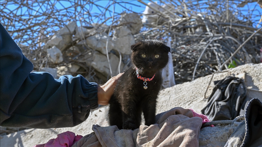 Gata rescatada tras el terremoto de Turquía 