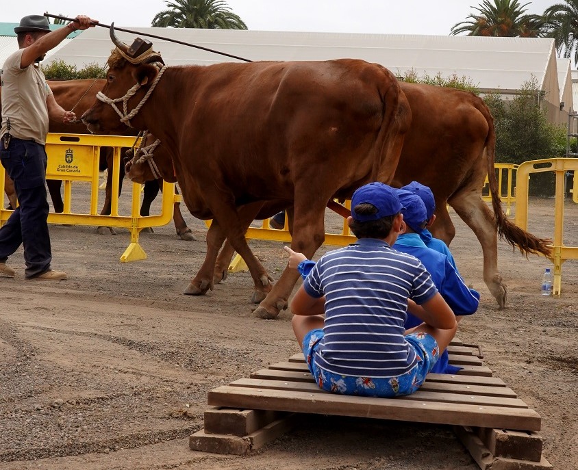 Feria escolar en Gran Canaria / CanariasNoticias.es 