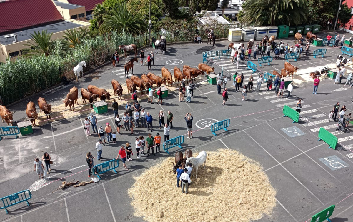 Muestra de ganado en Teror / CanariasNoticias.es 