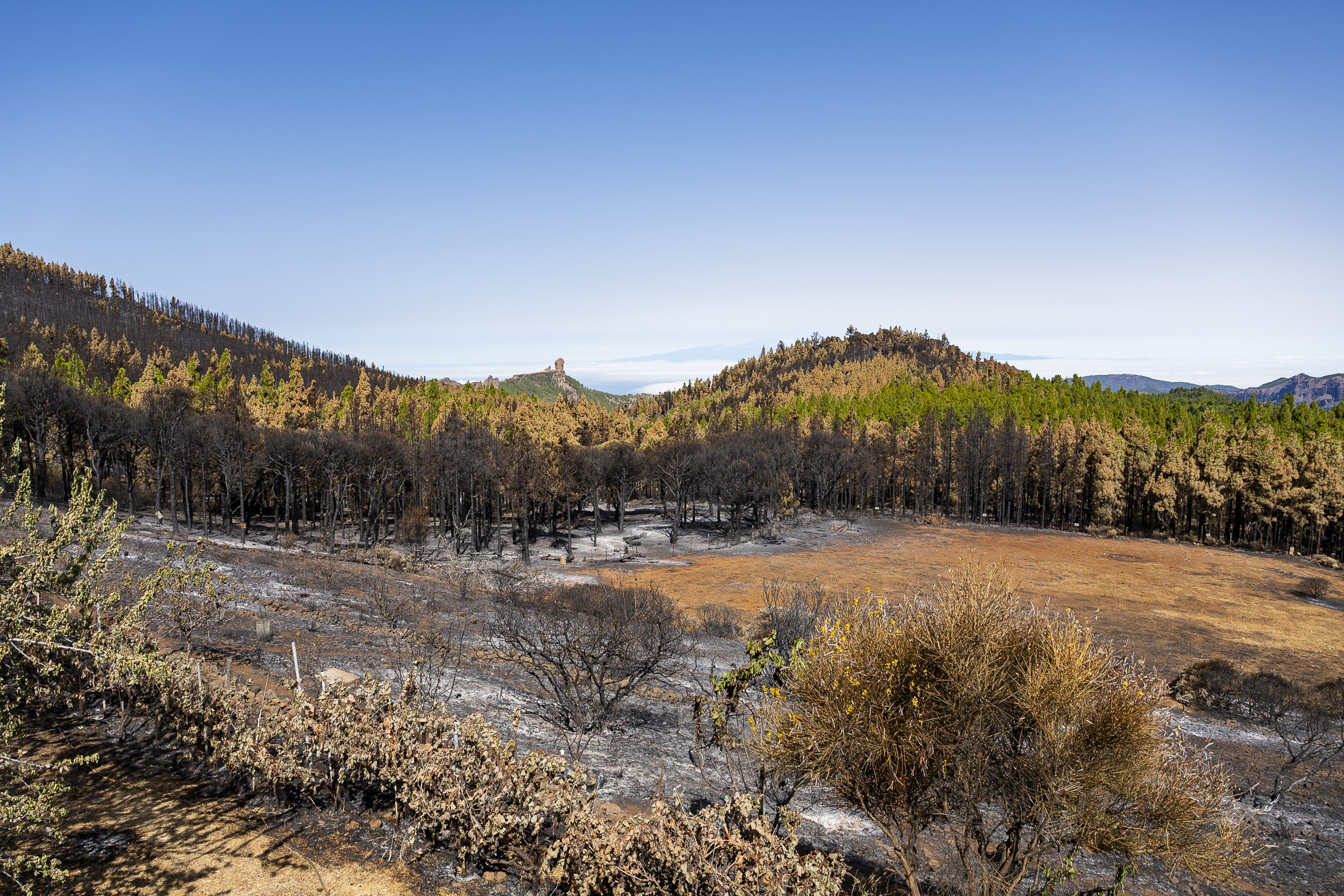 Incendio forestal en Tejeda / CanariasNoticias.es 