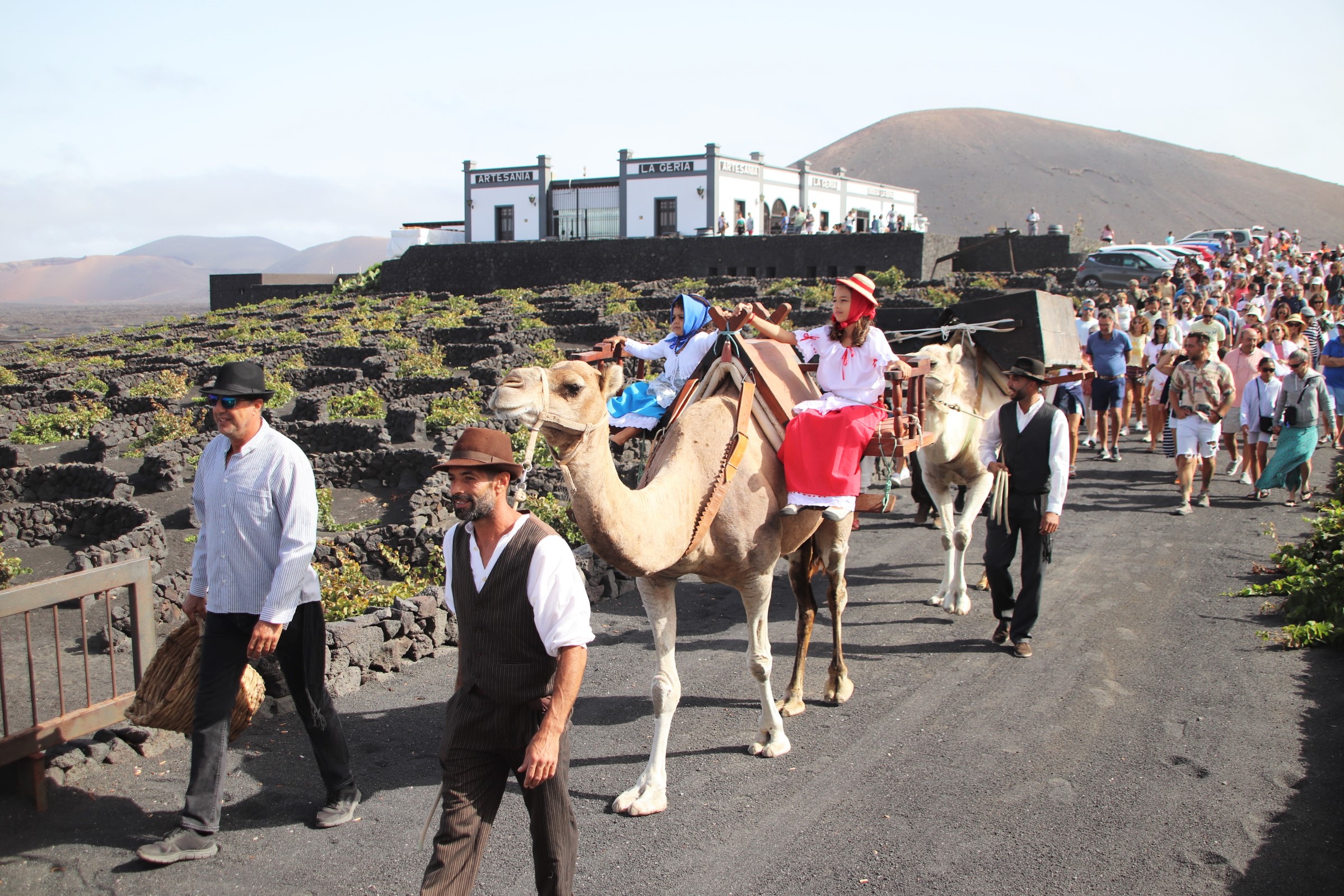 Vendimia tradicional con camellos / CanariasNoticias.es 