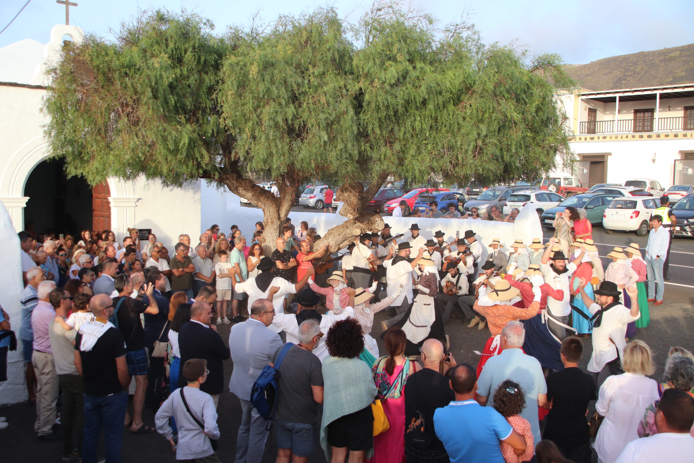 Vendimia tradicional con camellos / CanariasNoticias.es 