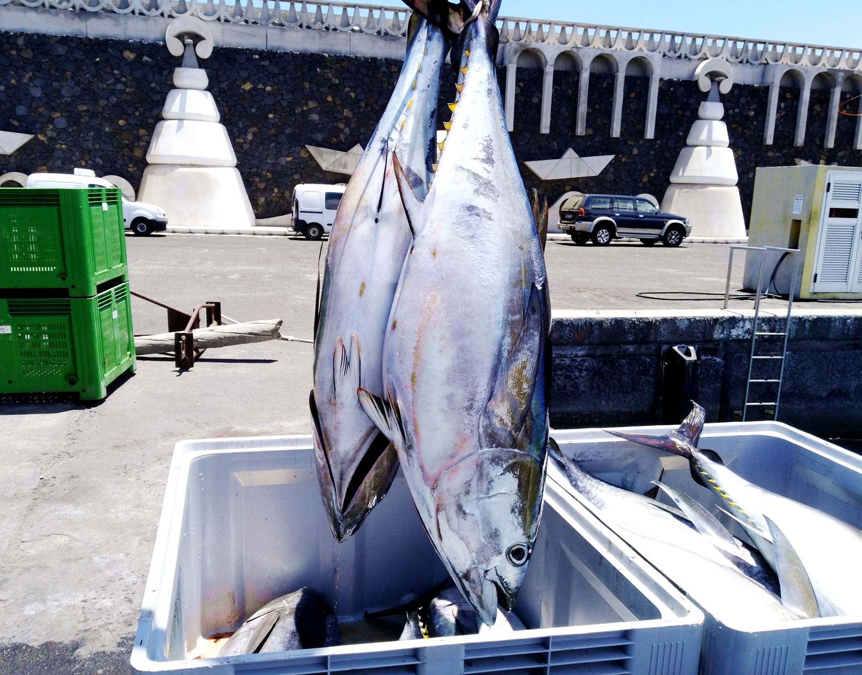 Pesca de túnidos en Canarias / CanariasNoticias.es 