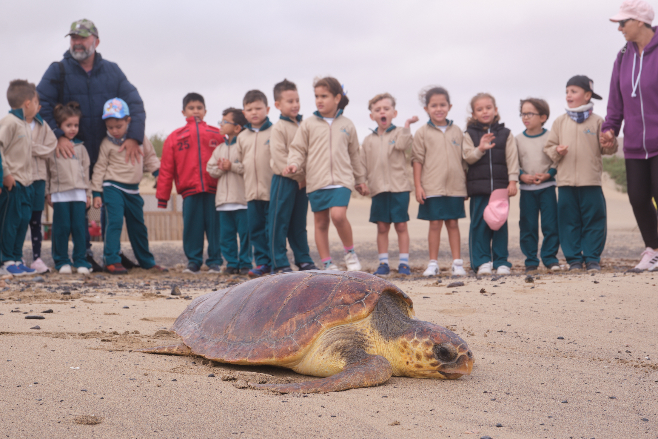 Suelta de tortugas en Playa Blanca / CanariasNoticias.es