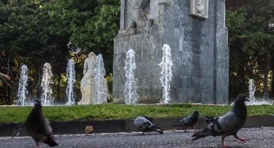 Palomas en Santa Cruz de Tenerife / CanariasNoticias.es 