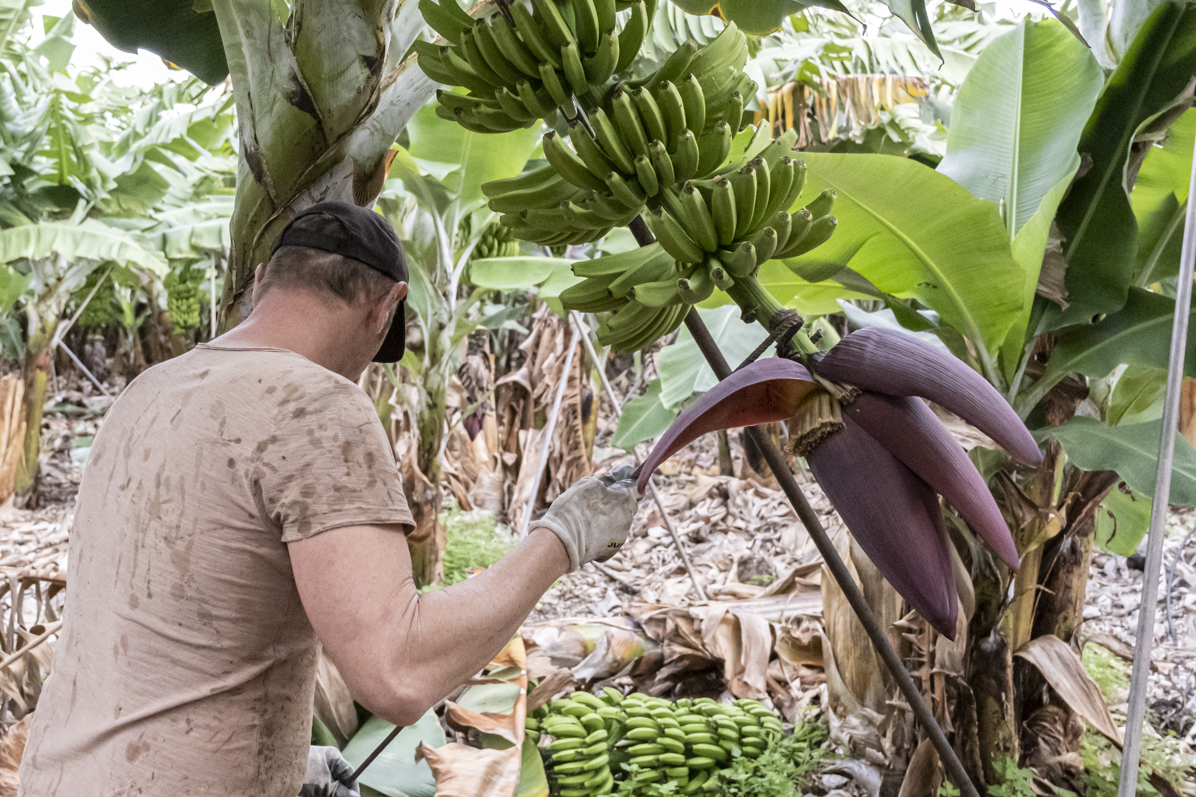 Trabajador en finca plátano de Canarias 