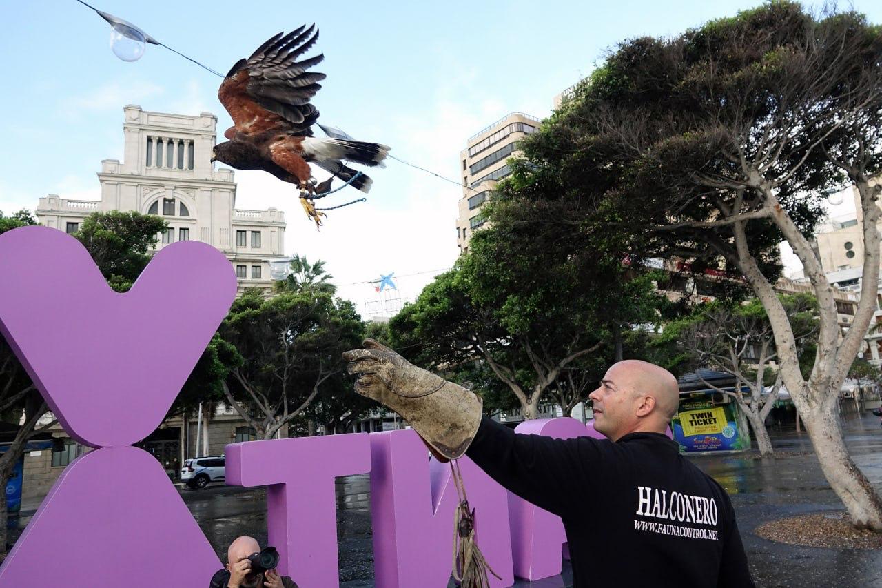 Chip, el halcón que sobrevolará Santa Cruz / CanariasNoticias.es 