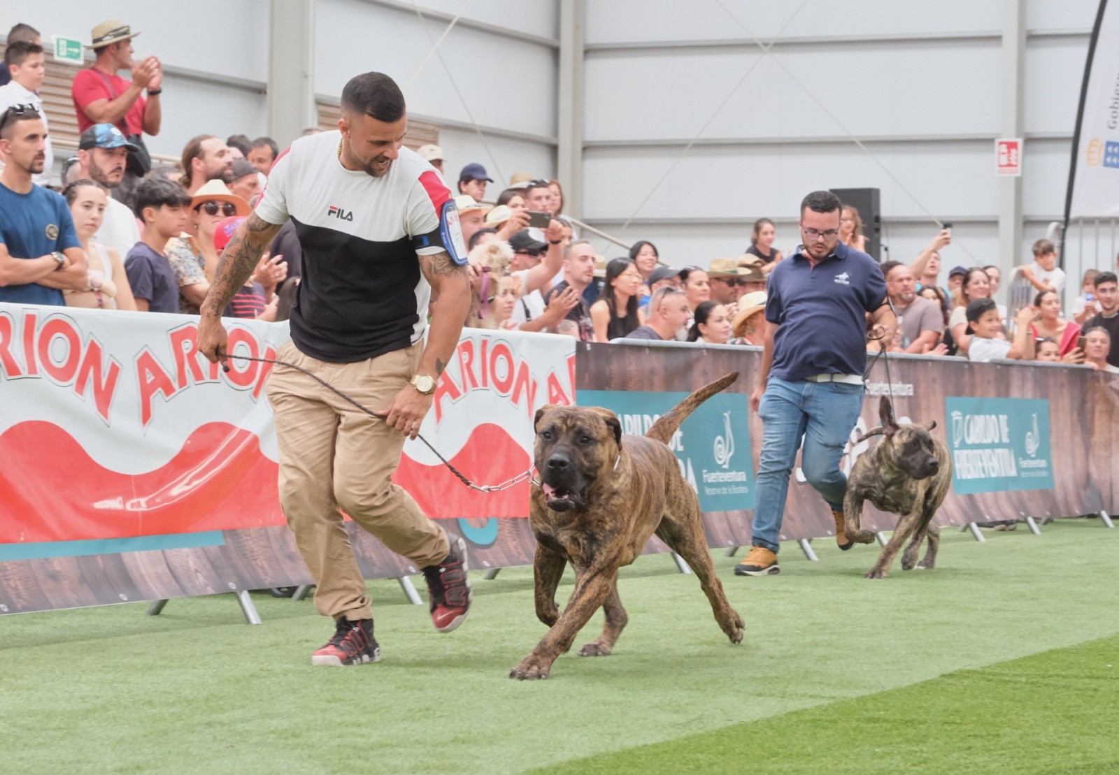 III Morfológico del Presa Canario en el marco de Feaga 2024/ canariasnoticias.es