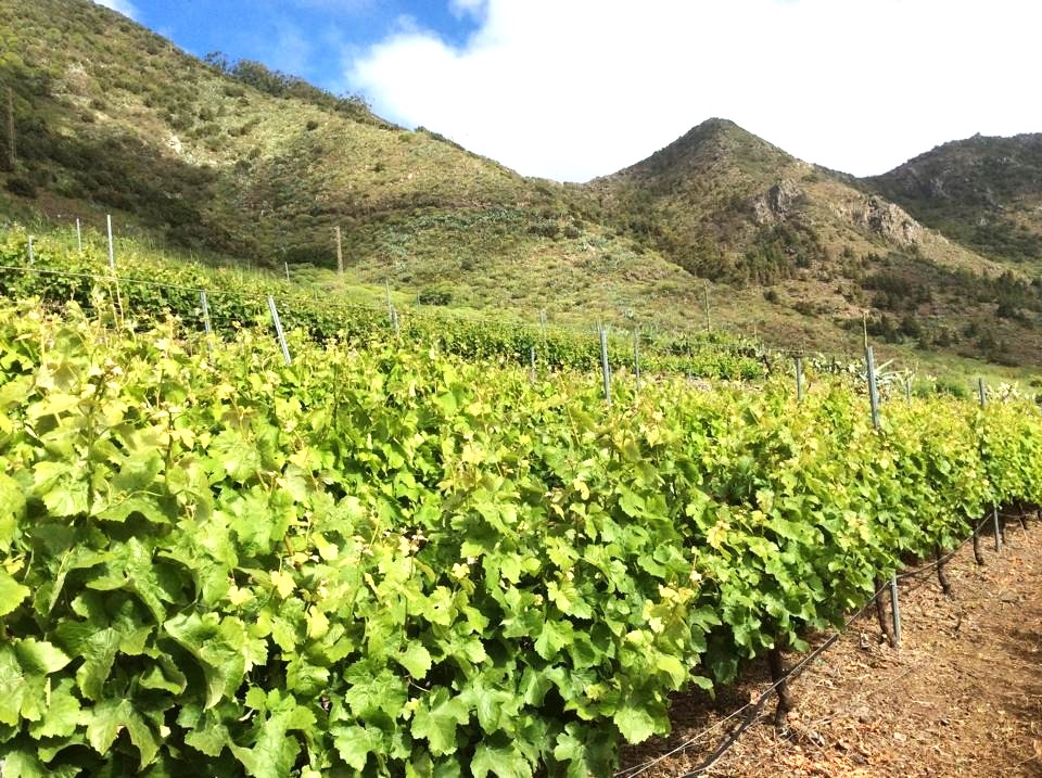 Viñas en Canarias / CanariasNoticias.es 