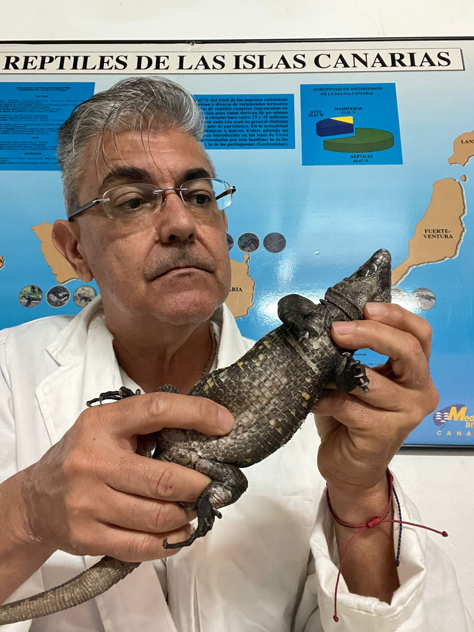 Lagarto gigante de El Hierro / CanariasNoticias.es 