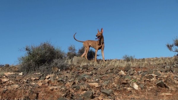 Perro cazador / CanariasNoticias.es 