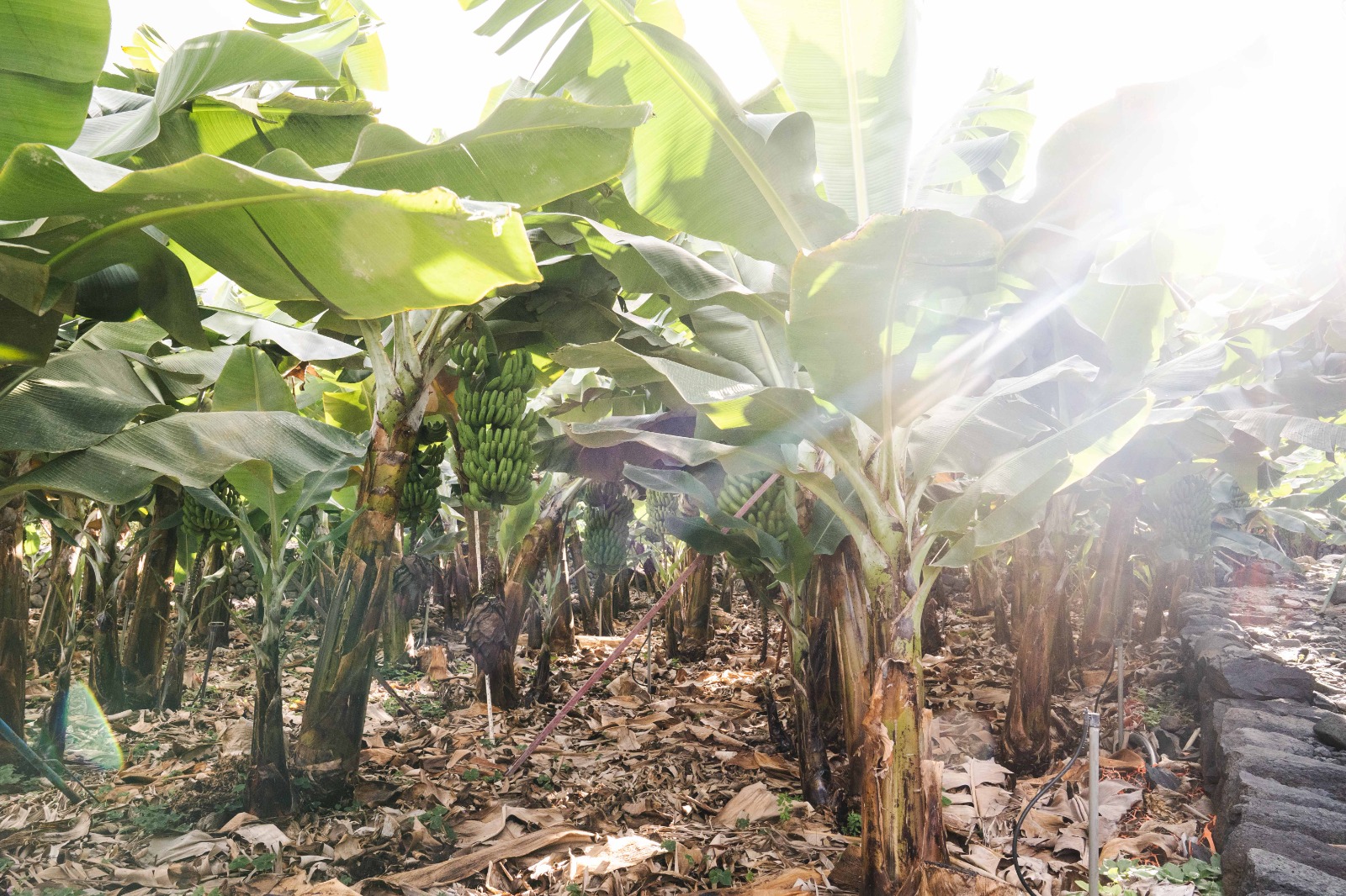 Explotación agraria La Gomera / CanariasNoticias.es 