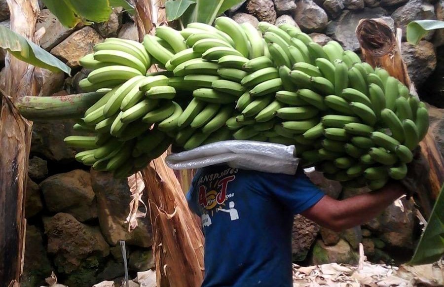 Agricultores en una finca de plátano canario/ canariasnoticias.es