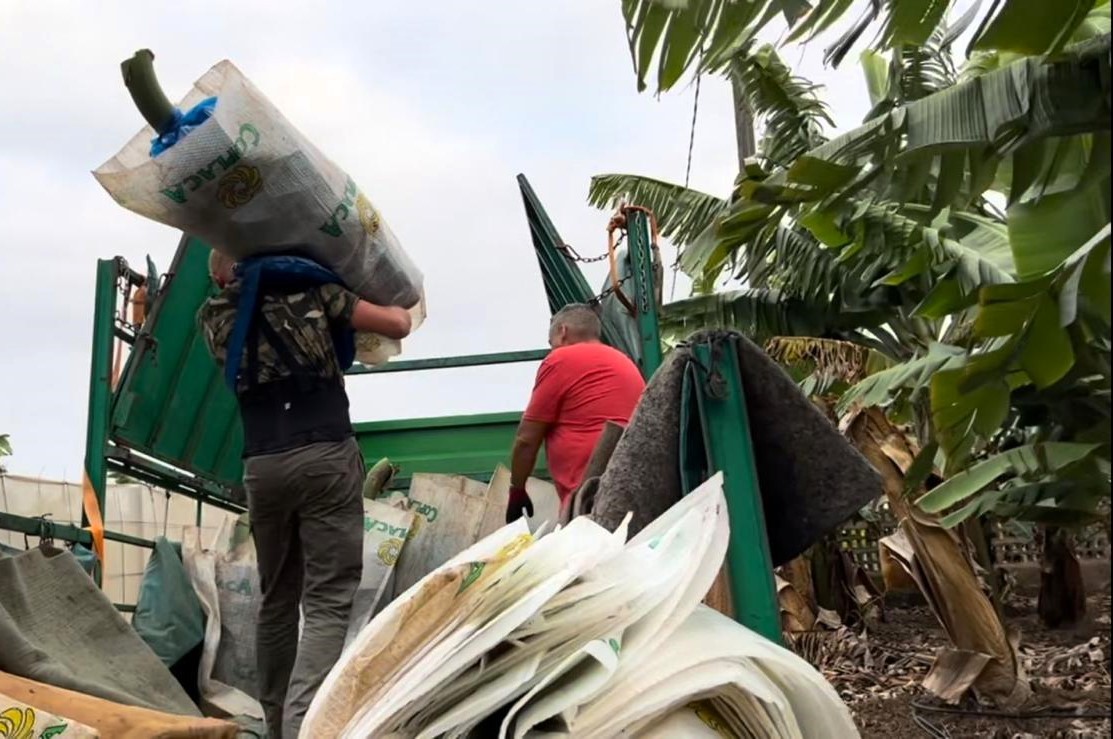 Agricultores en una finca de plátano canario/ canariasnoticias.es