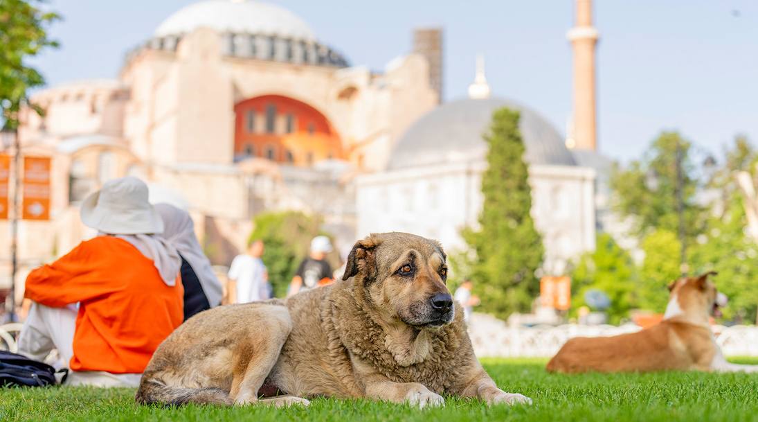 Un perro callejero en Estambul, Turquía./ canariasnoticias.es