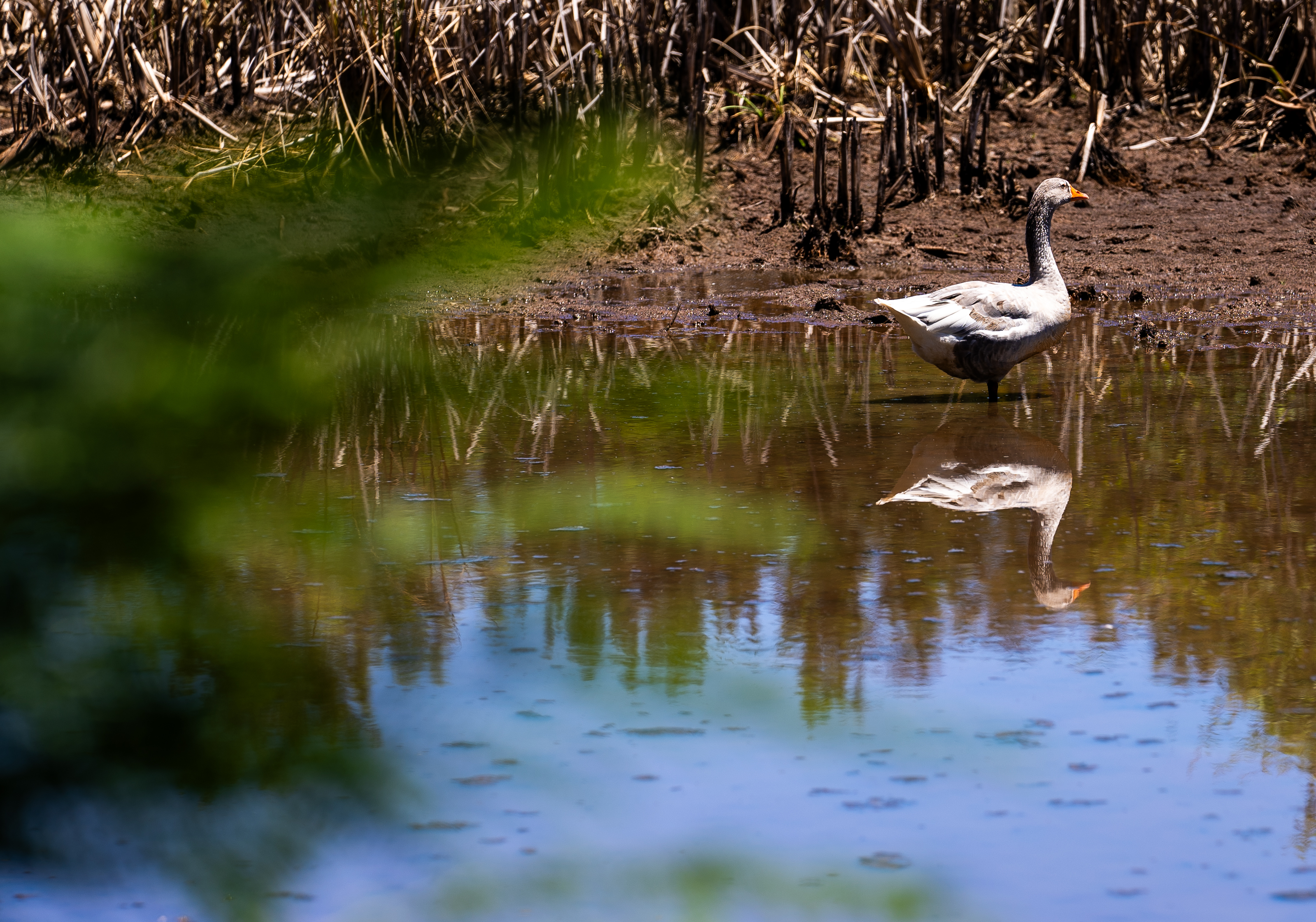 Charca de La Laguna de Valleseco / CanariasNoticias.es 