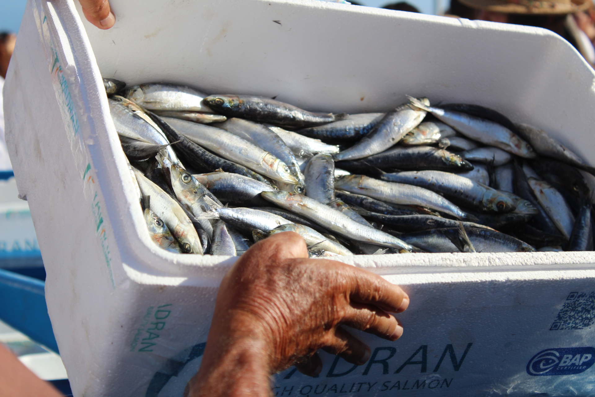 Vará del Pescao / CanariasNoticias.es 