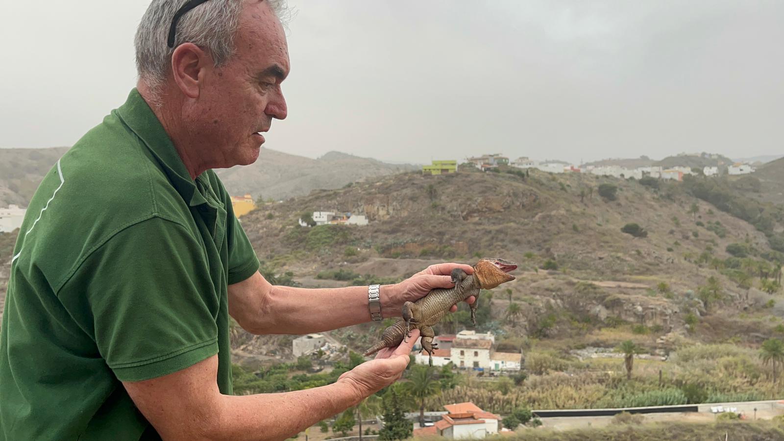 Lagarto gigante de Gran Canaria / CanariasNoticias.es 