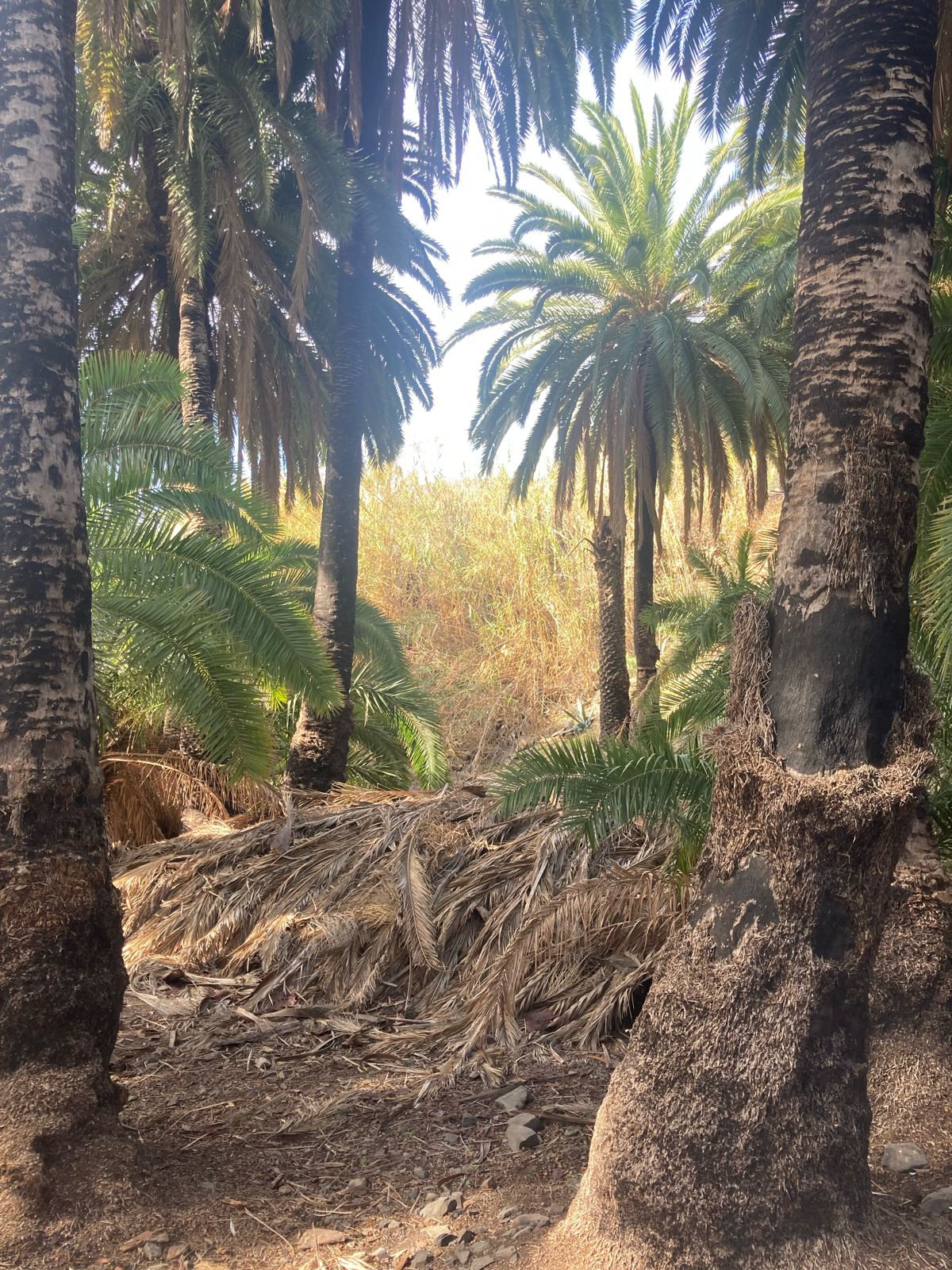 Limpieza del barranco de Fataga / CanariasNoticias.es 