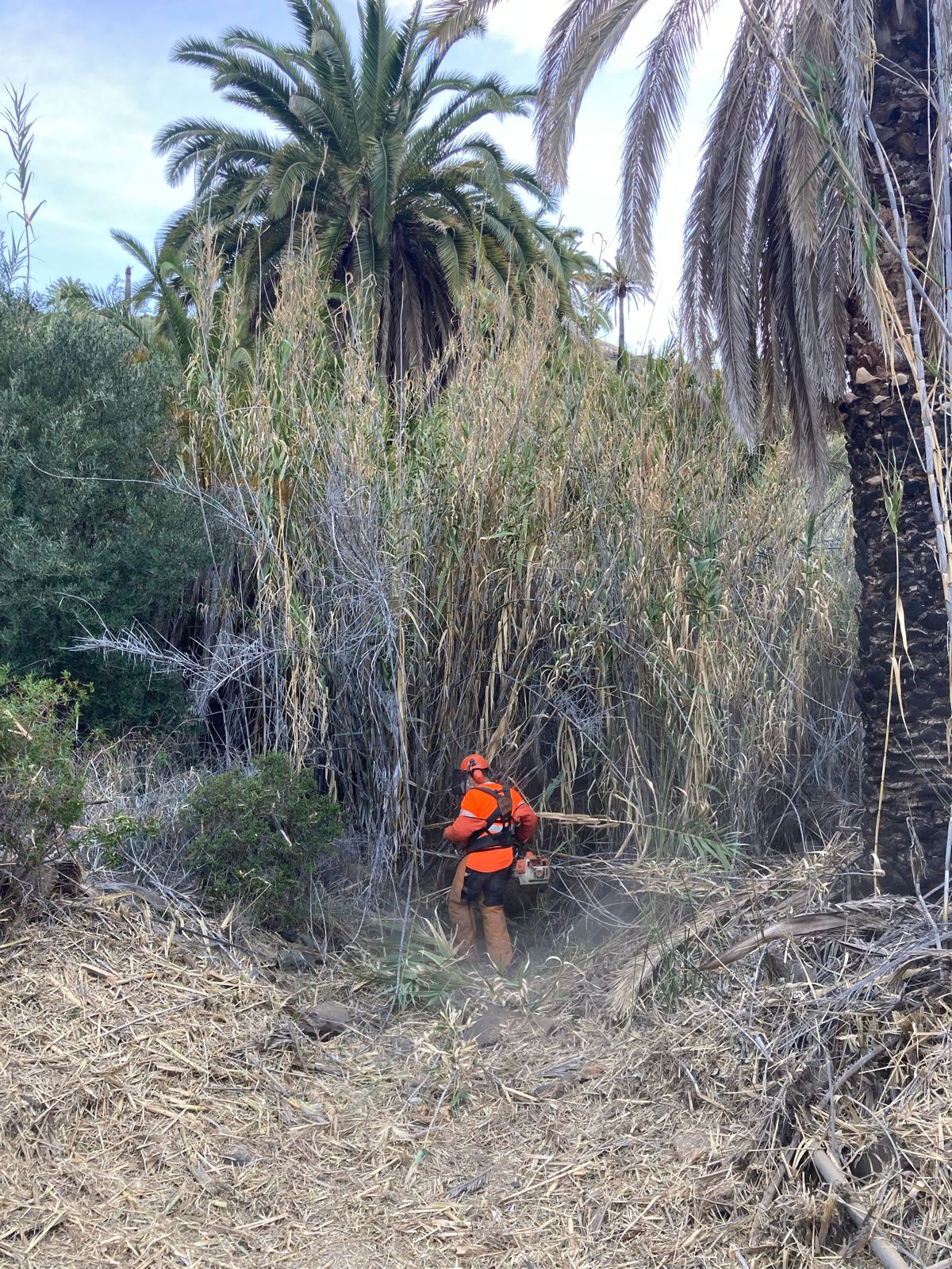 Limpieza del barranco de Fataga / CanariasNoticias.es 