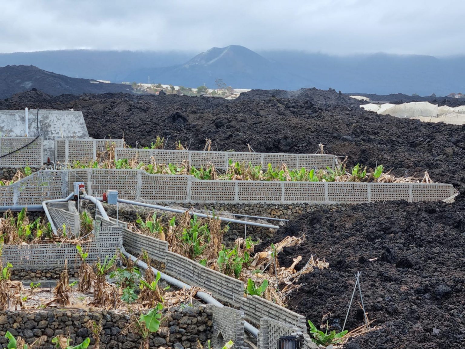 Explotación platanera afectada por el volcán de La Palma